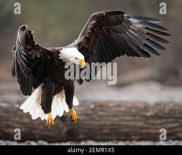Adult bald eagle Haliaeetus leucocephalus landing with wings spread above the Nooksack River in Whatcom County in Western Washington State
