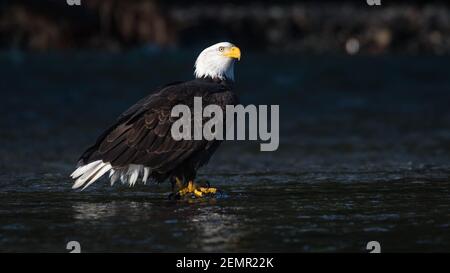 Adult bald eagle standing on a chum salmon in the Nooksack River in Whatcom County stands out in contrasting winter light Stock Photo