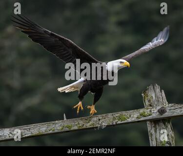 Adult bald eagle Haliaeetus leucocephalus launches from old telephone pole in the Skagit Valley of Western Washington State Stock Photo