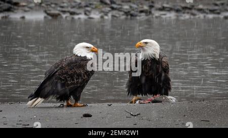 Pair of adult bald eagles on riverbank with snow falling along the bank of the Nooksack River in Western Washington State Stock Photo