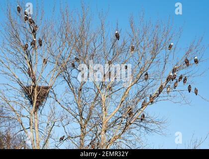 Bald Eagles gather in large number in a winter tree at Edison in the Skagit Valley in Washington State after feeding on salmon in the nearby rivers Stock Photo