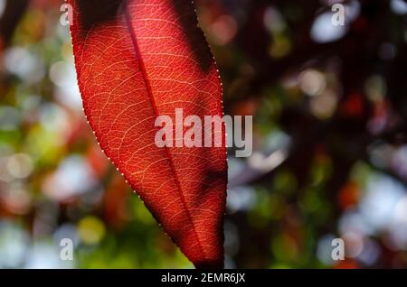 Leaf vein nervure abstract vibrant bright Light shining through the veins with detailed structure of glowing red wine leafs that look like a heart. Stock Photo