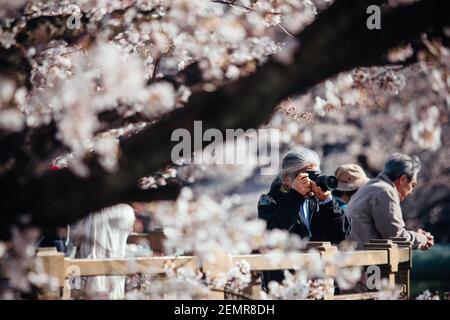 A man seen talking photos of cherry blossoms at yamazaki river