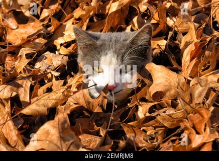 Young gray and white tuxedo cat peeking out from a pile of fallen leaves, with only her head above them Stock Photo