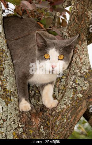 Blue and white spotted cat up high in a Persimmon tree, looking at the viewer Stock Photo