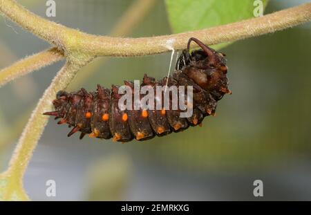 Pipevine Swallowtail butterfly caterpillar getting ready to pupate, hanging onto a vine by silk it spun to secure a proper position for pupation Stock Photo