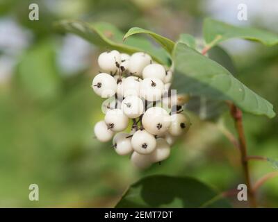 Snowberry (symphoricarpos rivularis), close up of the familiar white berries  that appear in the autumn on the popularily planted shrub Stock Photo -  Alamy