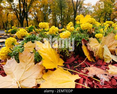 Fallen yellow maple leaves close-up in autumn laying on yellow flowers in city park. Seasonal positive mood Stock Photo