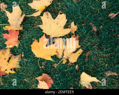 Fallen yellow maple leaves close-up in autumn laying on green grass in city park. Seasonal vibrant background Stock Photo