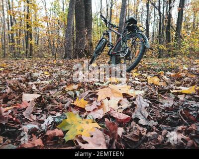 Bicycle lean against a tree amid colorful leaves in autumn forest. Active lifestyle seasonal foliage. Riding bicycle in autumn forest. Stock Photo