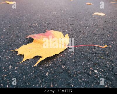Autumn yellow maple leaf lies on wet asphalt, perspective view, close-up. Yellowed fallen leaf of a tree on a gray background. Autumn concept Stock Photo