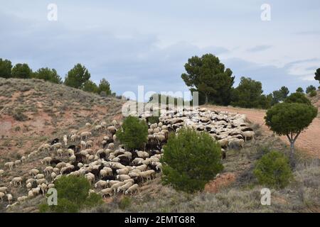 Flock of white and brown sheep grazing. Mountain with pine trees in Calahorra, La Rioja. Stock Photo