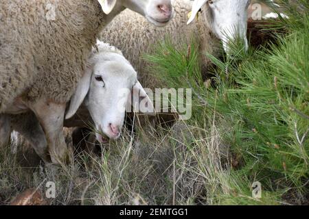 Sheep grazing grass next to young pine. Mountain area in Calahorra, La Rioja. Stock Photo
