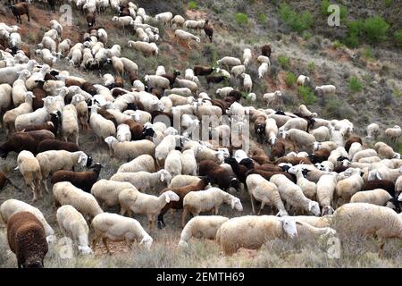 Flock of white and brown sheep grazing. Mountain area in Calahorra, La Rioja. Stock Photo