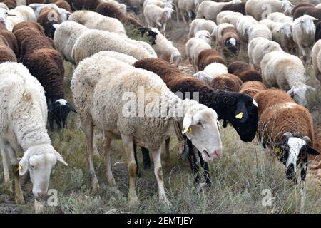 White sheep with cowbell grazing, surrounded by the herd. Mountain area in Calahorra, La Rioja. Stock Photo
