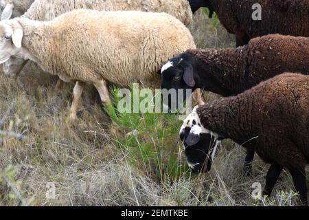 Sheep eating the branches of a young pine. Mountain area in Calahorra, La Rioja. Stock Photo