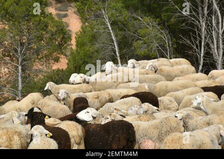 Flock of white and brown sheep. Mountain area in Calahorra, La Rioja. Stock Photo