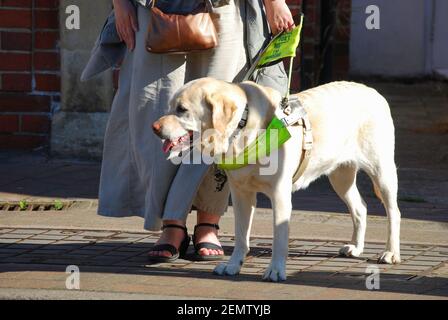 Woman crossing road with Labrador guide dog, Twyford, Berkshire, England, United Kingdom Stock Photo