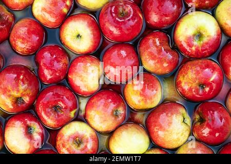 Red apples from own garden in water close up. Nature organic eco food background Stock Photo