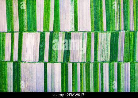 Aerial drone top view flight over green garden fields on sunny spring or summer day. Nature background Stock Photo