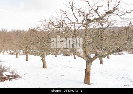 Pruning apple tree in orchard. A apple orchard in the sun on a blue sky day. Stock Photo