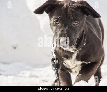 An awesome, cute little black half breed puppy playing in the white snow Stock Photo