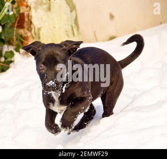 An awesome, cute little black half breed puppy playing in the white snow Stock Photo