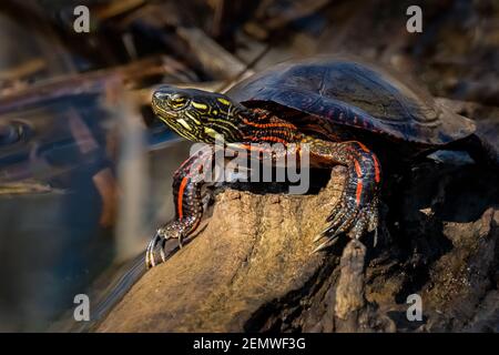 A male Painted Turtle (Chrysemys picta) basking in the spring sun on a log in the marsh. Stock Photo