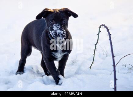 An awesome, cute little black half breed puppy playing in the white snow Stock Photo