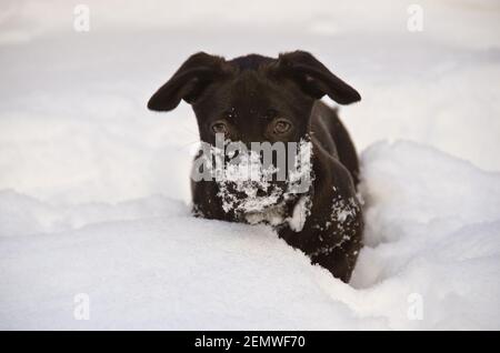 An awesome, cute little black half breed puppy playing in the white snow Stock Photo