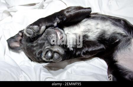 A cute and awesome adorable black crossbreed puppy is relaxing in the bed Stock Photo