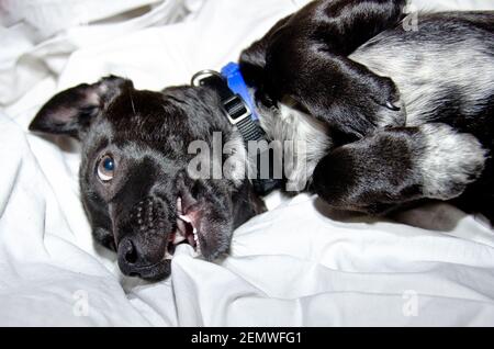 A cute and awesome adorable black crossbreed puppy is relaxing in the bed Stock Photo