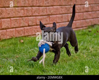 An awesome, cute little black half breed puppy playing and running in the green grass of a garden Stock Photo