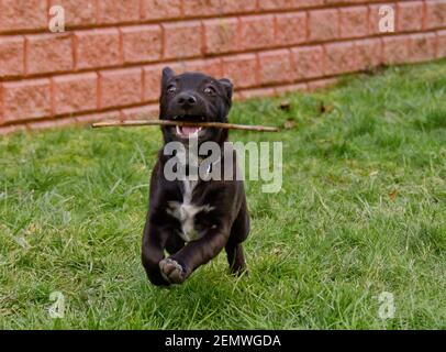 An awesome, cute little black half breed puppy playing and running in the green grass of a garden Stock Photo