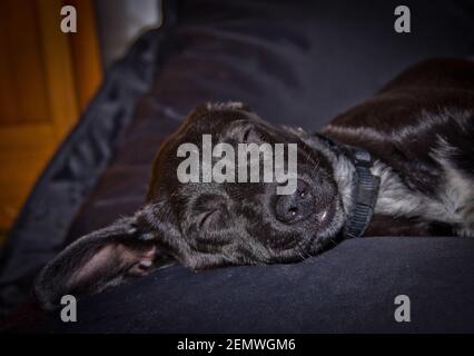 A cute and awesome adorable black crossbreed puppy is relaxing in the bed Stock Photo