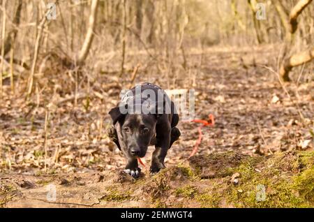 An adorable, cute little black half breed puppy playing is jumping over a stem in a forest Stock Photo