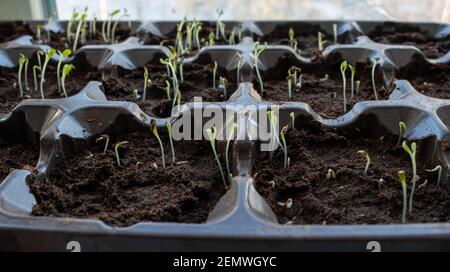 Photo of sprouting seedlings ready for the greenhouse. Spring background. Seedlings in the spring on the window. Seedlings in a plastic tray Stock Photo