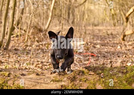 An adorable, cute little black half breed puppy playing is jumping over a stem in a forest Stock Photo