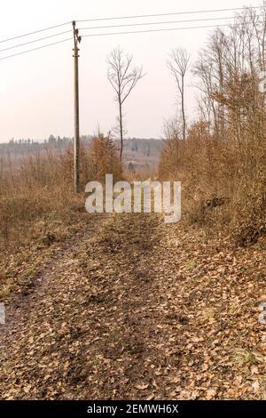 Power lines on the edge of the forest. Forest paths lined with oak trees in Czech Republic. Cloudy day in the woods. Muddy trail. Stock Photo