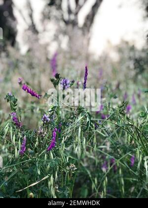 Floral summer spring background.Close-up flowers in a field on nature Stock Photo