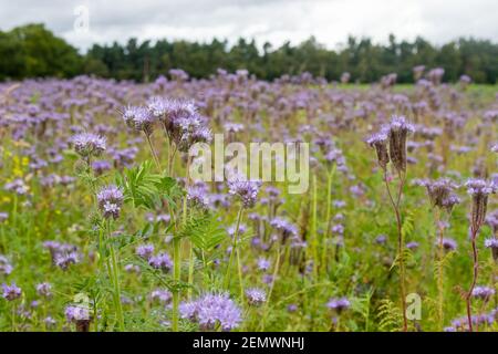 Lacy Phacelia blooming in August in Fife, Scotland. Stock Photo