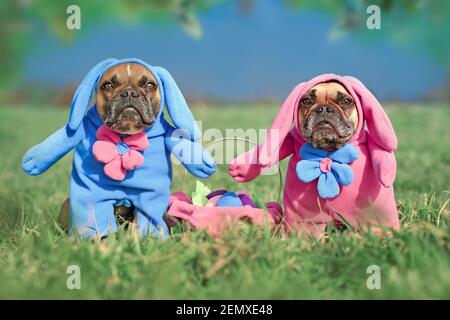 Pair of French Bulldog dogs wearing funny Easter bunny costumes with easter basket on Stock Photo