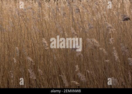 Field of golden corn in breeze Stock Photo