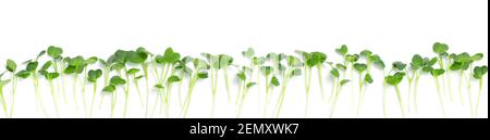 Fresh radish microgreens, isolated on white background. Healthy lifestyle concept Stock Photo