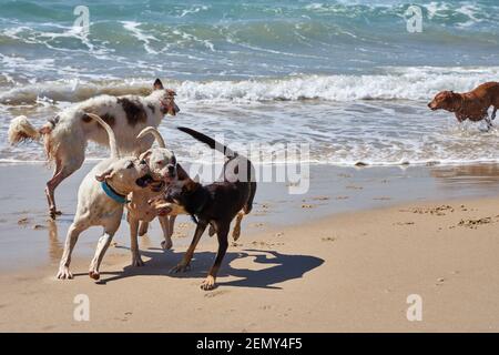 Dogs playing on Otama beach in the Coromandel in New Zealand's North Island Stock Photo