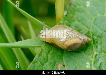 European amber snail (Succinea putris) on Dock leaf in riverside water meadow, Wiltshire, UK, May. Stock Photo