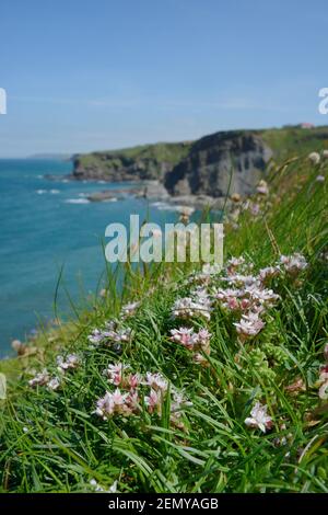 English stonecrop (Sedum anglicum) clump flowering on clifftop, Widemouth Bay, Cornwall, UK, June. Stock Photo