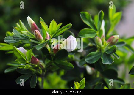 Macro of delicate purple broom flowers with green leaves Stock Photo