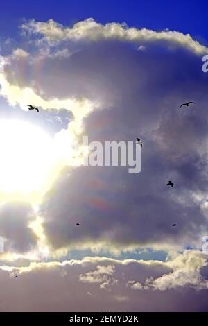Flock of birds against blue sky and tall cumumlus nimbus cloud Stock Photo