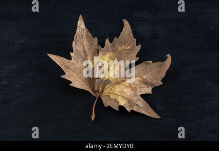 Single dried leaf on black background Stock Photo